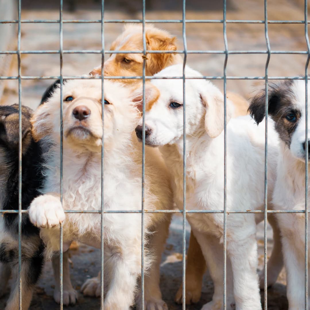 Posh Pet Rescue charity initiative